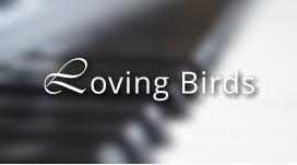 Loving Birds